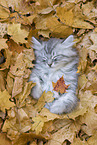 lying German Longhair Kitten
