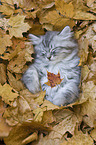 lying German Longhair Kitten