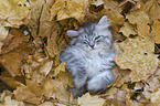 lying German Longhair Kitten