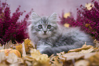 lying German Longhair Kitten