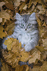 lying German Longhair Kitten