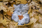 lying German Longhair Kitten