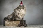 sitting German Longhair