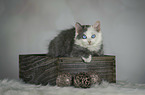 sitting German Longhair Kitten