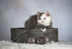 sitting German Longhair Kitten