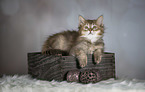 German Longhair Kitten