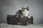 German Longhair Kitten