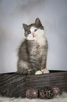 sitting German Longhair Kitten