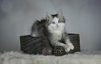 German Longhair Kitten