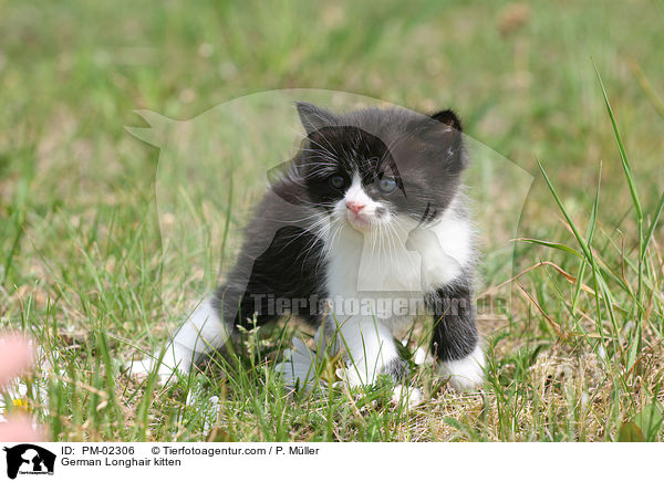 German Longhair kitten / PM-02306