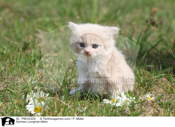 Deutsch Langhaar Ktzchen / German Longhair kitten / PM-02309