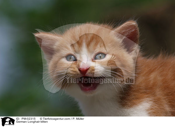 Deutsch Langhaar Ktzchen / German Longhair kitten / PM-02315