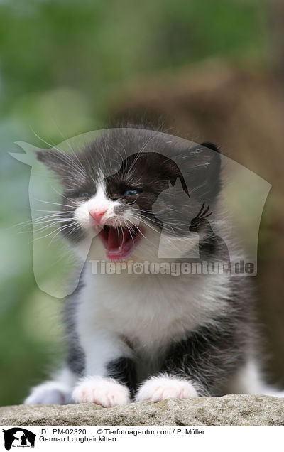 Deutsch Langhaar Ktzchen / German Longhair kitten / PM-02320