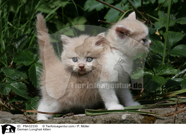 German Longhair kitten / PM-02330
