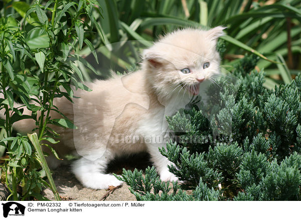 Deutsch Langhaar Ktzchen / German Longhair kitten / PM-02332
