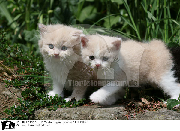 German Longhair kitten / PM-02336