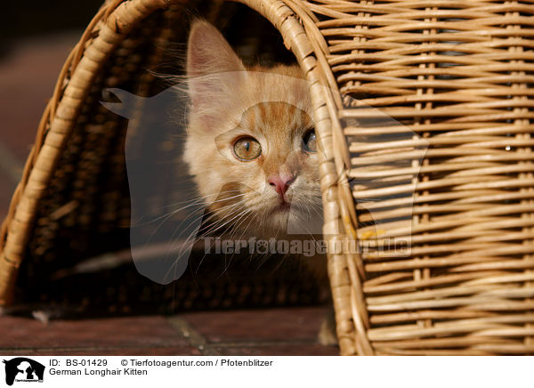 Deutsch Langhaar Ktzchen / German Longhair Kitten / BS-01429
