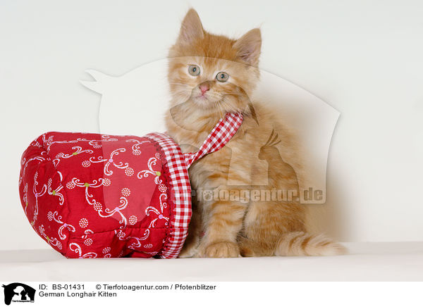German Longhair Kitten / BS-01431