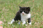 German Longhair kitten