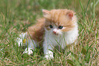 German Longhair kitten
