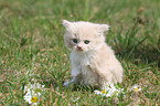 German Longhair kitten