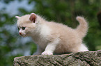 German Longhair kitten
