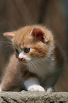 German Longhair kitten