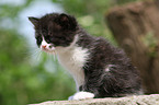 German Longhair kitten