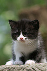 German Longhair kitten