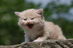 German Longhair kitten