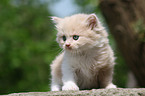 German Longhair kitten