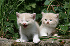 German Longhair kitten