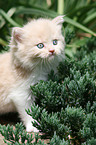 German Longhair kitten