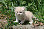 German Longhair kitten