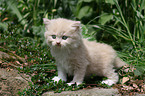 German Longhair kitten