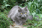 German Longhair