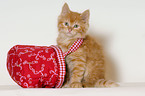 German Longhair Kitten
