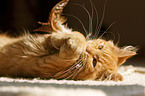 German Longhair Kitten