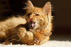 German Longhair Kitten