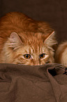 German Longhair