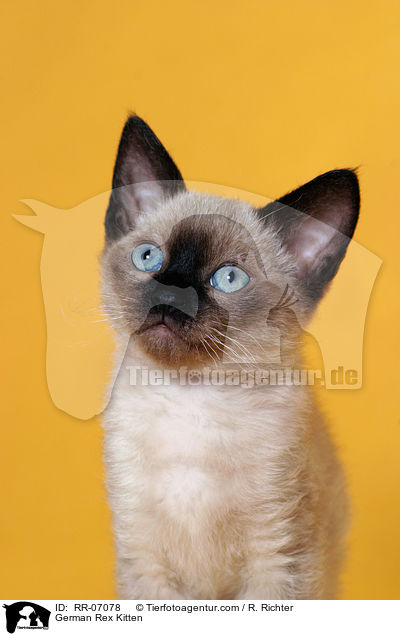 German Rex Ktzchen / German Rex Kitten / RR-07078