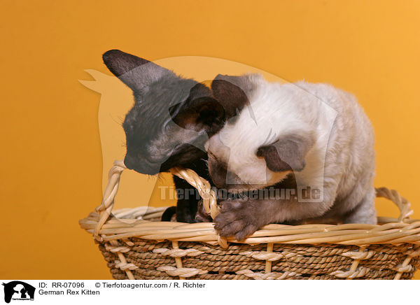 German Rex Ktzchen / German Rex Kitten / RR-07096