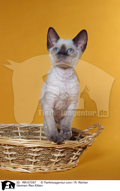 German Rex Ktzchen / German Rex Kitten / RR-07097
