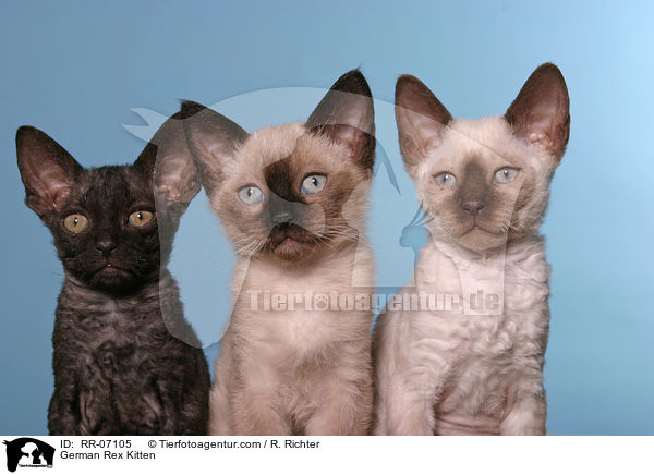 German Rex Ktzchen / German Rex Kitten / RR-07105
