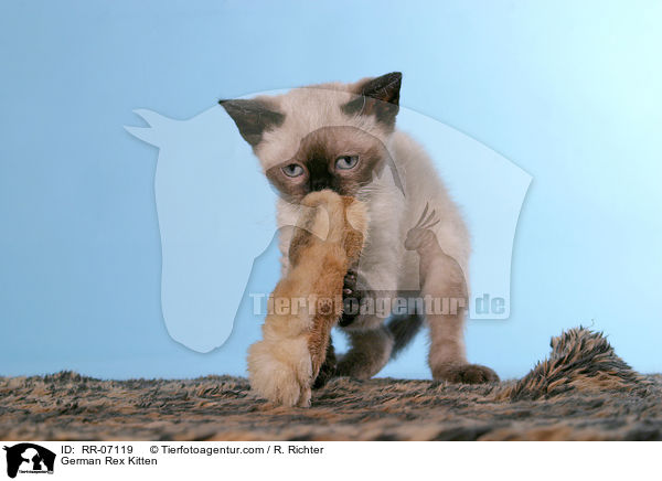 German Rex Ktzchen / German Rex Kitten / RR-07119