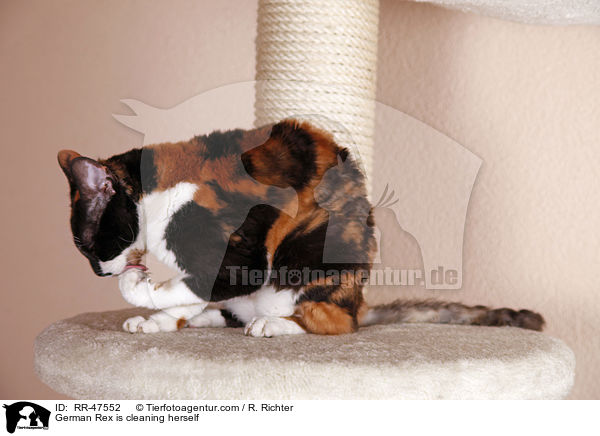 German Rex putzt sich / German Rex is cleaning herself / RR-47552