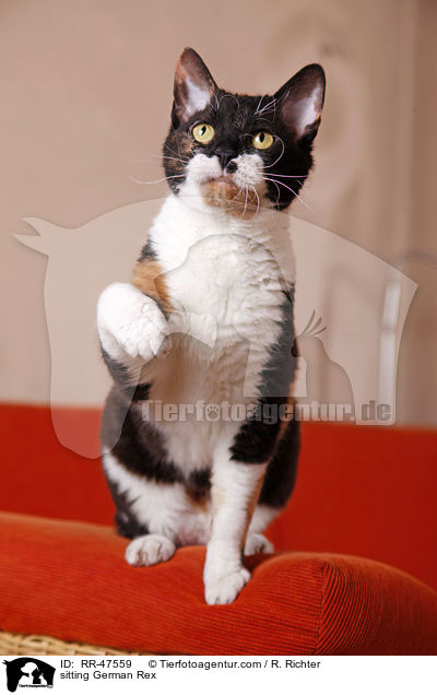 sitzende German Rex / sitting German Rex / RR-47559