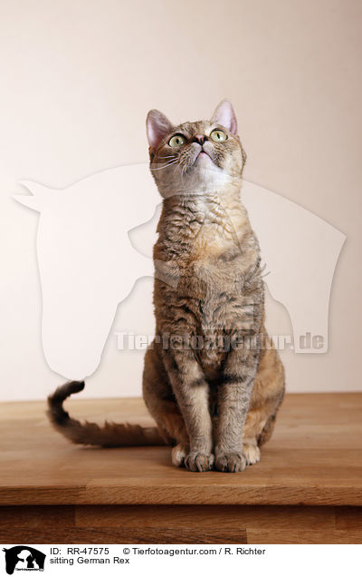 sitting German Rex / RR-47575