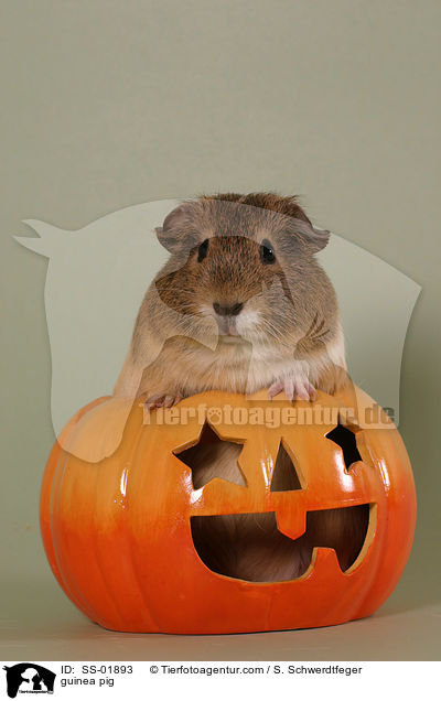Meerschwein / guinea pig / SS-01893