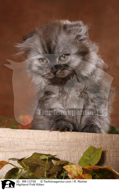 Highland Fold Kitten / Highland Fold Kitten / RR-13758